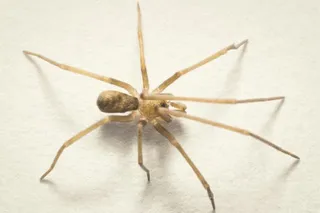 New spider species named after Pink Floyd, Pikelinia floydmuraria