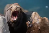 Two California seals making noise at each other