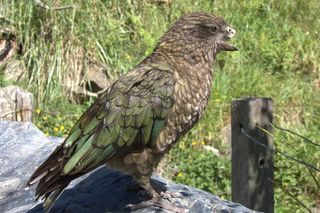 Bruce the parrot sitting on a rock, shows his damaged beak that he uses for jousting