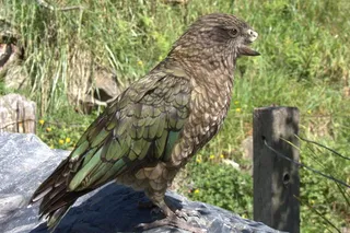 Bruce the parrot sitting on a rock, shows his damaged beak that he uses for jousting