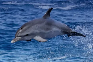 A dolphin jumping out of the ocean.