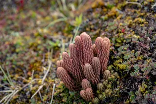 Lycophyte Phlegmariurus crassus in the mountain