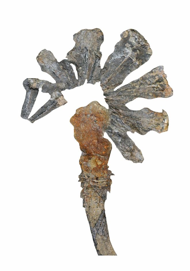 lycophyte fossil