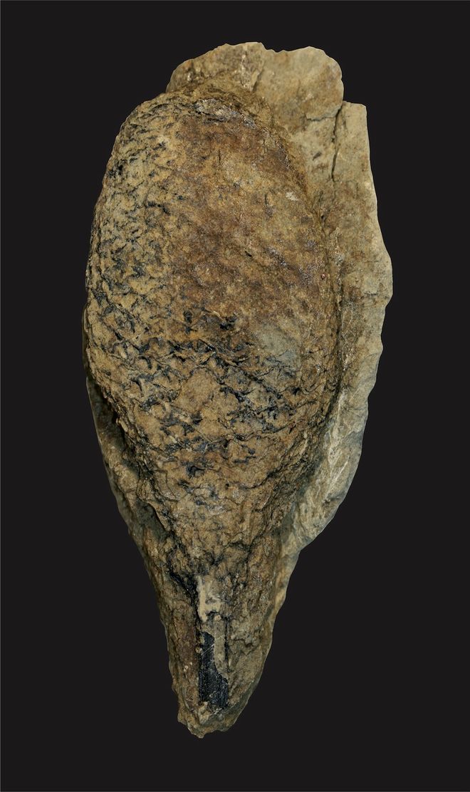 lycophyte fossil