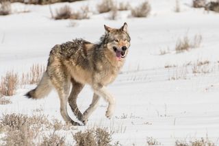 Yellowstone National Park gray wolf running