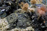 Deep-sea coral reef in the Galápagos Marine Reserve, where coral ecosystems once vanished and later recovered