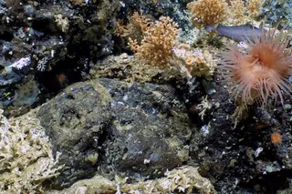 Deep-sea coral reef in the Galápagos Marine Reserve, where coral ecosystems once vanished and later recovered