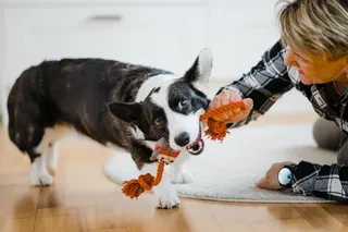 Dog playing with owner