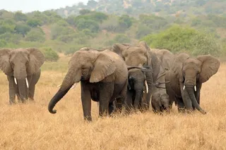 A herd of elephants in Rwanda 
