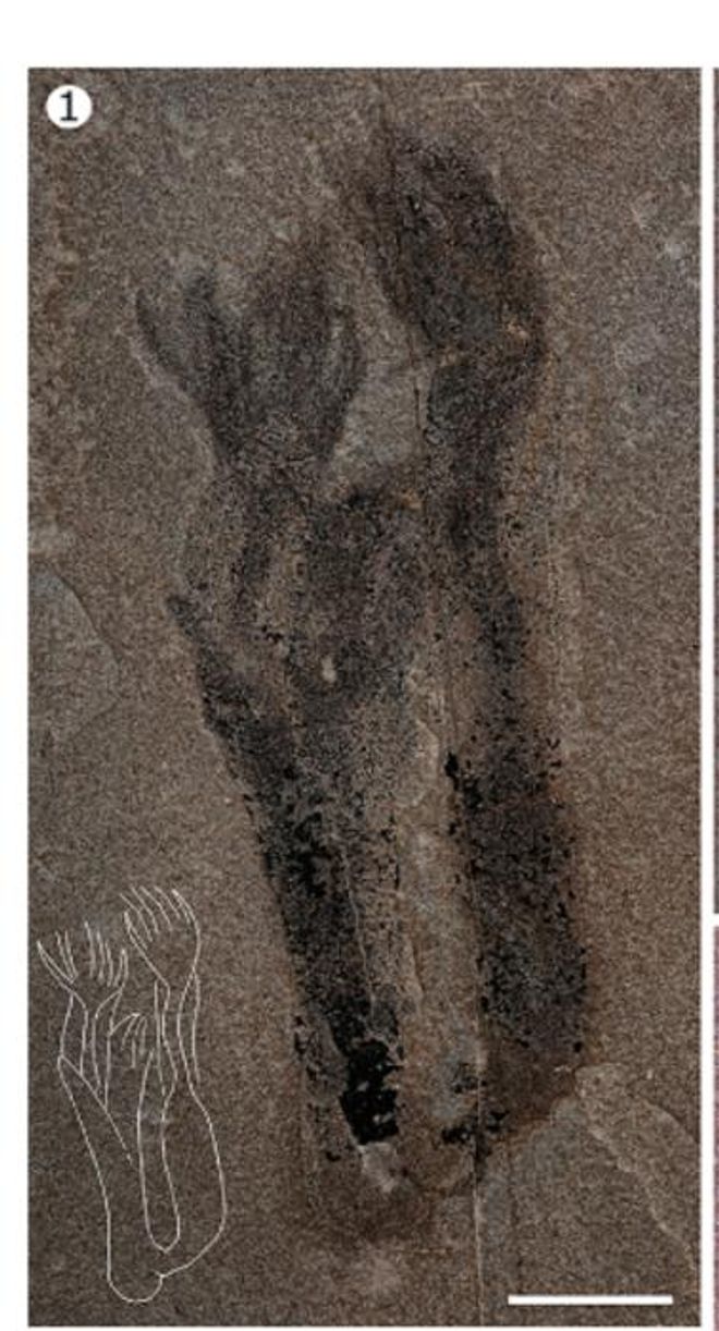 Fossilized paleocanna tentaculum Fossilized paleocanna tentaculum