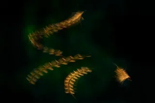 Long exposure image of a mosquito flying around 