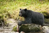 Black bear eating freshly caught salmon on a rock