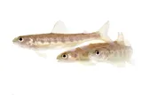 Juvenile Atlantic salmon swimming