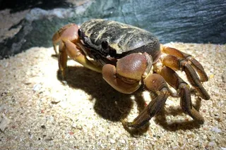 True crab species evolution walking sideways