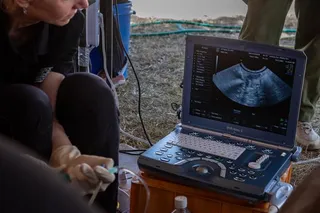 Transferring northern white rhino embryo into a southern white rhino surrogate mother