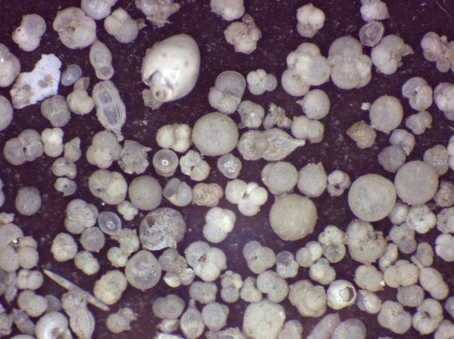 microfossils 