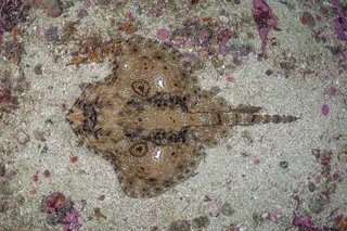 Pacific Starry Skate in the ocean