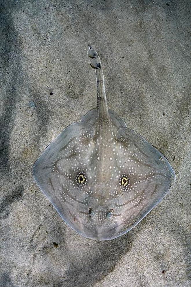 Mediterranean Rough Skate on white sand Mediterranean Rough Skate on white sand