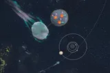 Illustration of origins of comet 3I/ATLAS