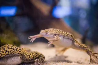 African clawed frog in a tank