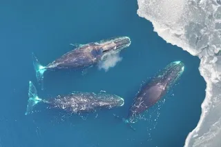 Bowhead whales swimming off the cost of Greenland