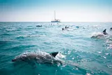 dolphins swimming near sail boat