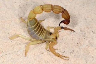 a yellow and brown Rough thicktail scorpion (Parabuthus raudus)