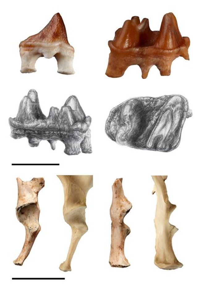 Several fossils from Obdurodon insignis