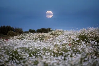 Example of the flower moon, a full moon in May