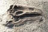 125 Million-Year-Old Dinosaur Braincase Reveals How One Giant Predator Evolved