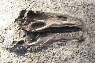 Dinosaur predator fossil of skull