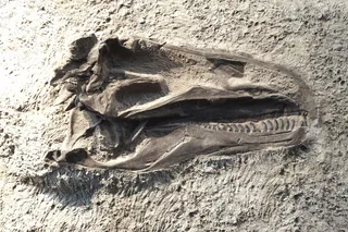 Dinosaur predator fossil of skull