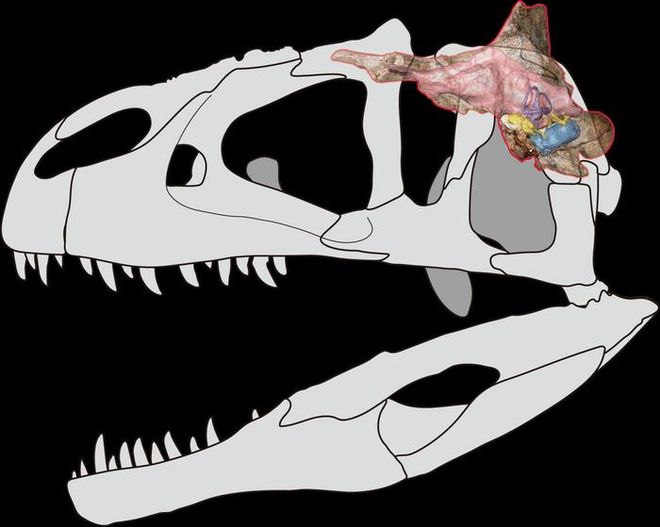 Cranial anatomy of Siamraptor suwati, showing the braincase