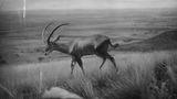 Colossal Plans De-Extinction Project for the Bluebuck &mdash; and an Effort to Help Save African Antelope Populations