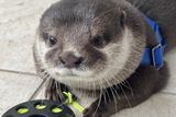 Splash the Otter Works Like Scent Dogs, Helping to Solve Search and Recovery Missions in Florida's Murky Waters