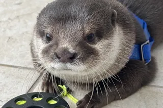 Splash the otter helps search and rescue efforts in Florida