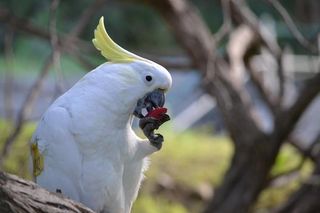 Wild parrot eating