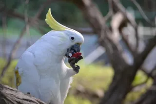 Wild parrot eating