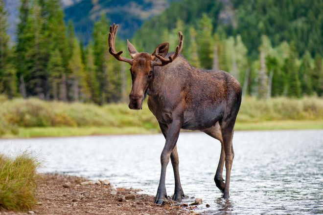 Young bull moose walking out of the water in Glacier National Park