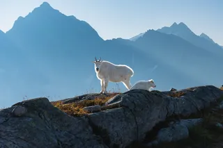 Mountain goats in Glacier National Park