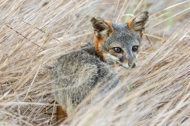 Rare, miniature fox in the grasses of Channel Islands National Park