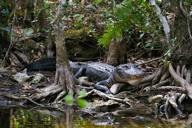 Alligator in the Everglades National Park, surrounded by trees