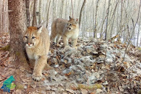 Two cougar kittens in Minnesota with the Voyageurs Wolf Project