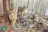 Three Cougar Kittens Caught on Camera in Minnesota for the First Time in 100 Years