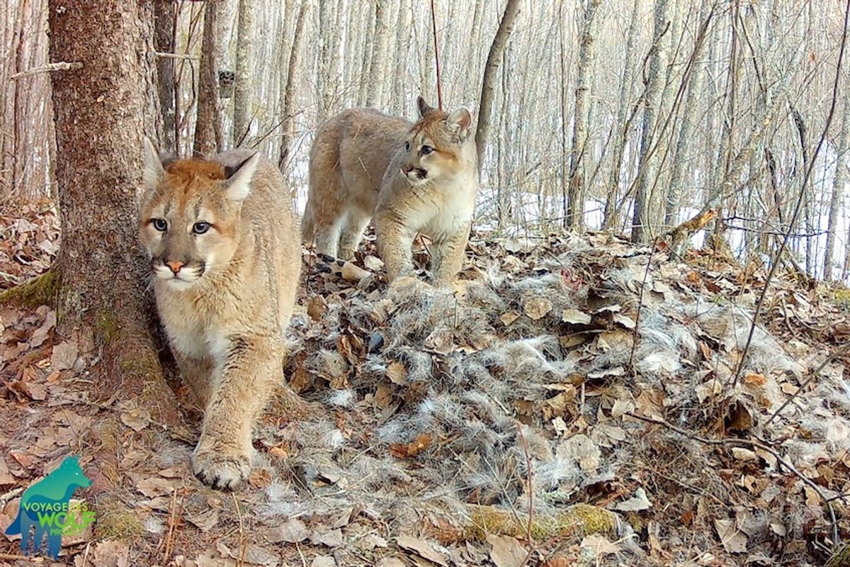 Three Cougar Kittens Caught on Camera in Minnesota for the First Time in 100 Years