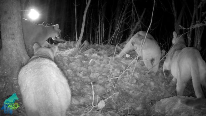 Four night cougar sighting in Minnesota, with the Voyageurs Wolf Project