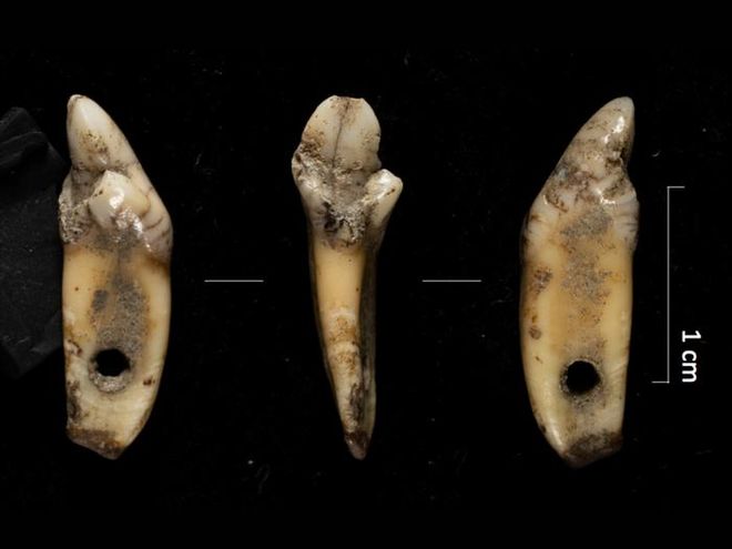 洞窟 338 で見つかったクマの切歯から作られたペンダント