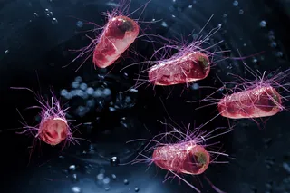 Illustration of Escherichia coli bacteria that can cause UTI