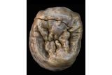 1.6‑Million‑Year‑Old Fossils Show Early Humans Repeated a Successful Meat‑Gathering Strategy