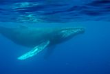 A Forgotten 1949 Recording Turns Out To Be The Oldest-Known Recording of a Whale Song